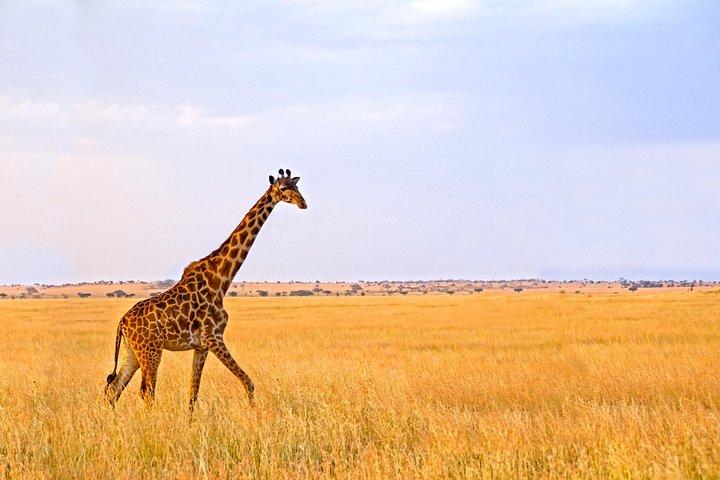 Arusha National Park Privat Safari