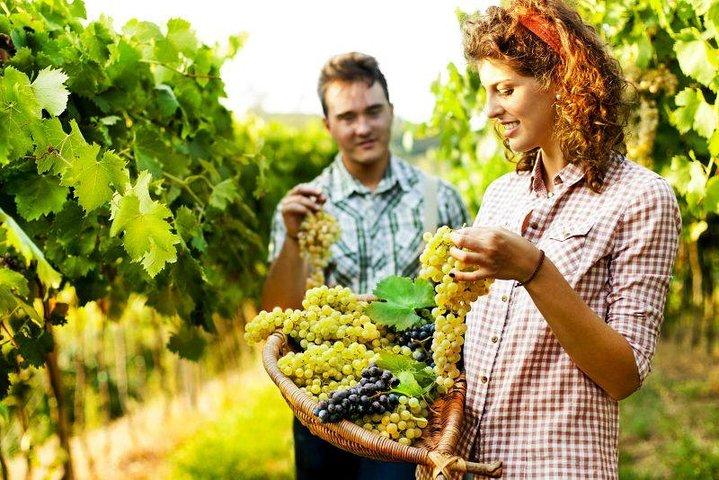 Privé Druiven stampen in Chianti vanuit Florence