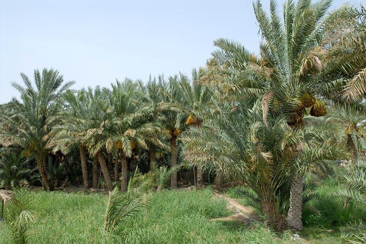 Al Ain City Tour Full-Day med Guide
