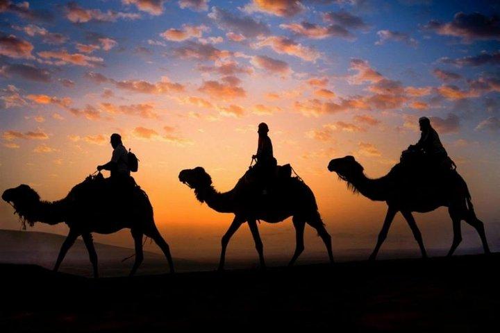 Sunset Camel Ride i Palm Grove i Marrakech