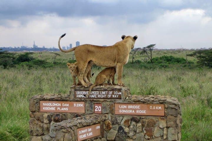 Nairobi National Park–A Safari Adventure at the Edge of the City
