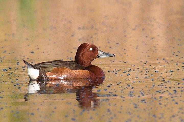 Privé dag vogels langs de Zuid-Bulgaarse Zwarte Zeekust