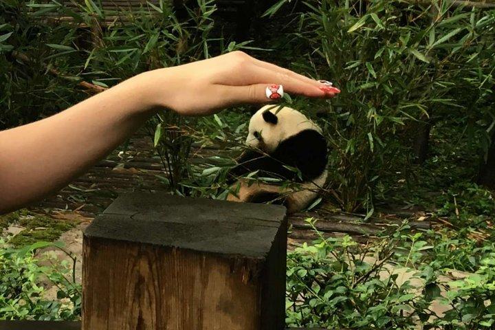 All-Inclusive: excursion privée d'une journée à Panda géant personnalisable à Chengdu