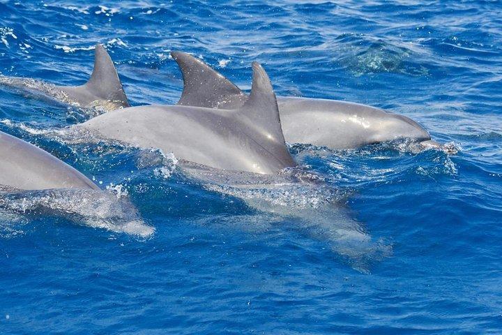 Viagem privada de um dia a Port Stephens saindo de Sydney, incluindo cruzeiro com golfinhos