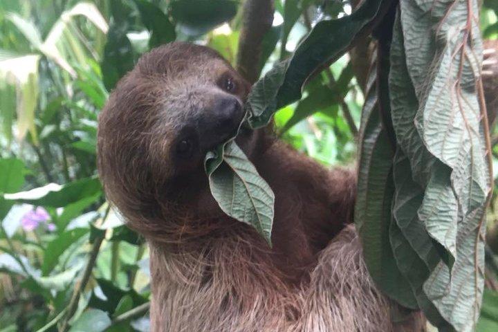 スロウズ、サルと滝の体験