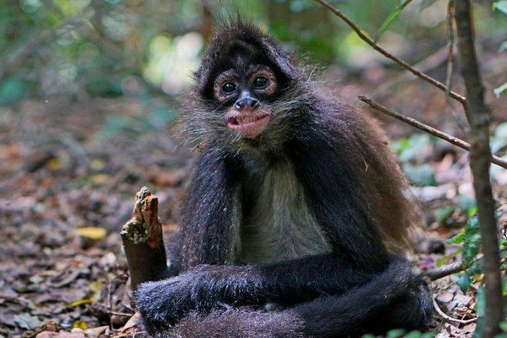 Elephant & Monkey Sanctuary Tour fra Johannesburg