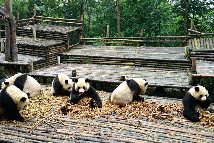 Tour Panda Private Day à Chengdu