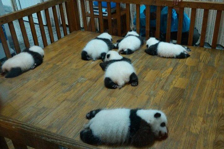 Tutto il tour privato del Panda a Chengdu