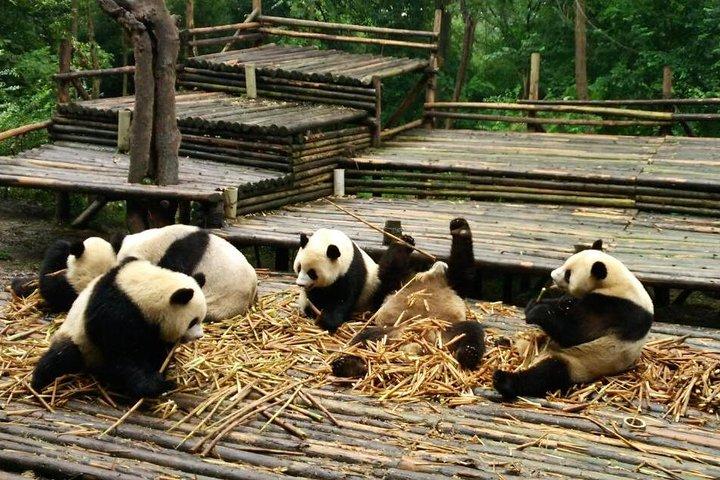 Tour Todo Incluido con Boutique de Chengdu