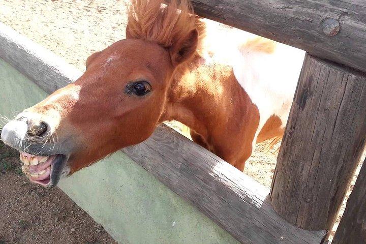 Half-Day Aruba Animal Sanctuary Guided Tour
