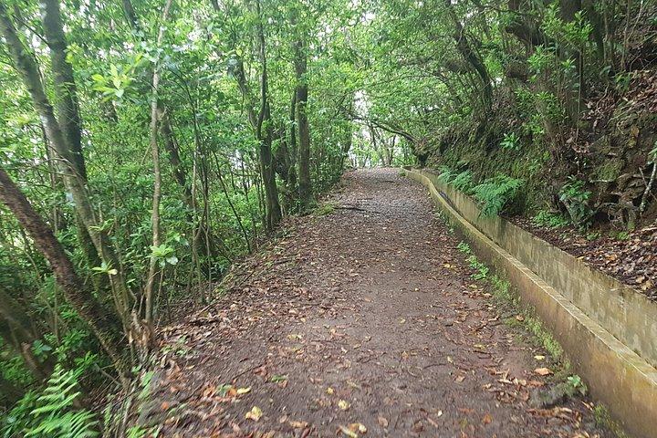 Private Guided Walk Levada Santo da Serra to Ribeiro Frio