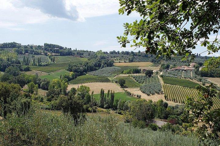 Assisi: Tour vinicolo di un giorno intero nell'area del Sagrantino