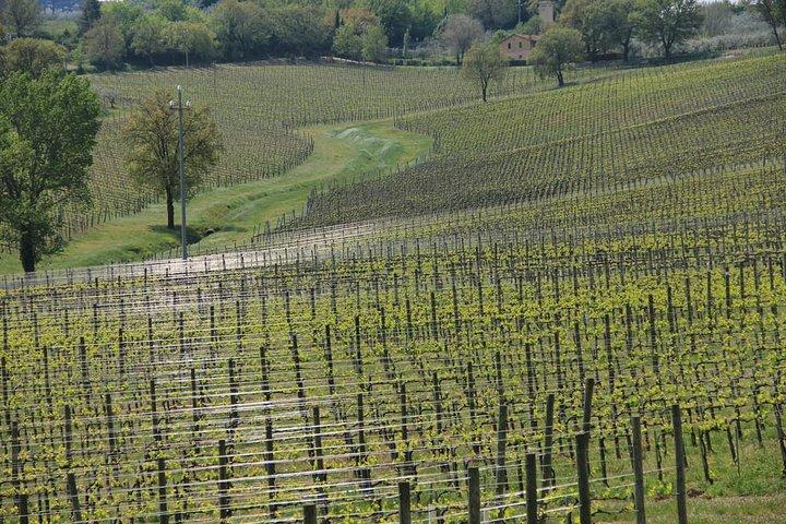Assisi: Tour vinicolo di un giorno intero nell'area del Sagrantino
