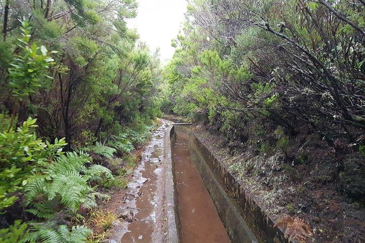 Privat guidet gåtur Levada Alecrim
