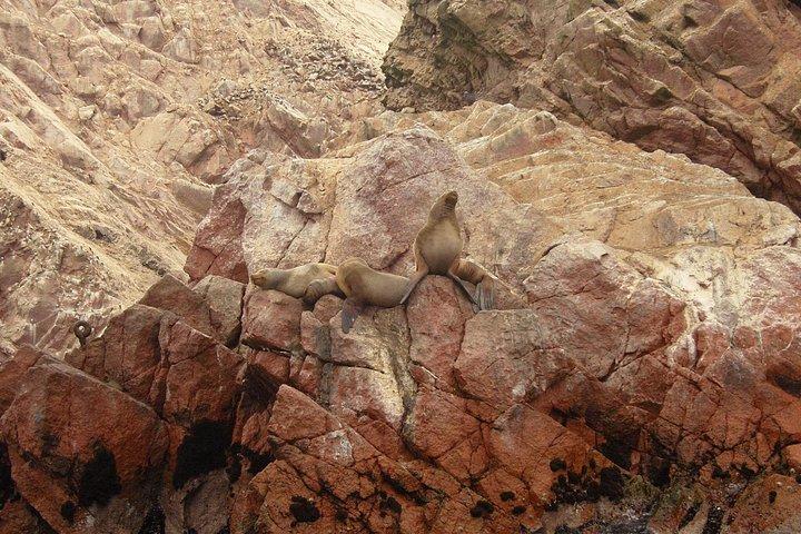 リマから：Ballestas、Nazca Lines＆Huacachina Oasis