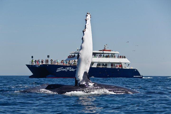 Cabo San Lucas Whale Watching frokostkrydstogt