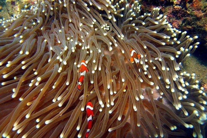 ブロー ラグーン シュノーケリング バリ島東部 送迎とランチが含まれます