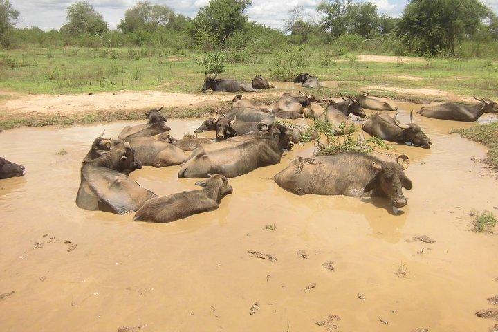 ニゴンボからウダワラウェ国立公園への日帰り旅行
