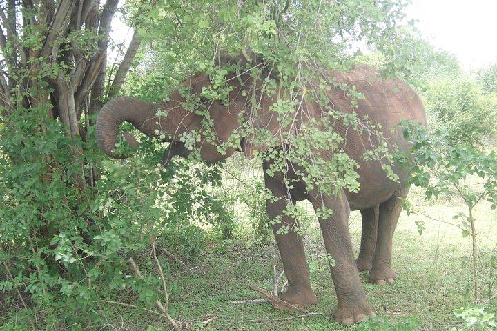 ニゴンボからウダワラウェ国立公園への日帰り旅行