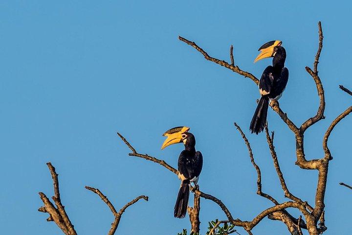 Wilpattu National Park Tour From Bentota With jeep SAFARI