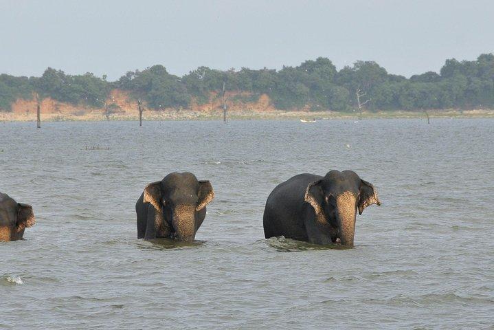 Safari en el Parque Nacional Udawalawe desde Kalutara/Bentota/Hikkaduwa