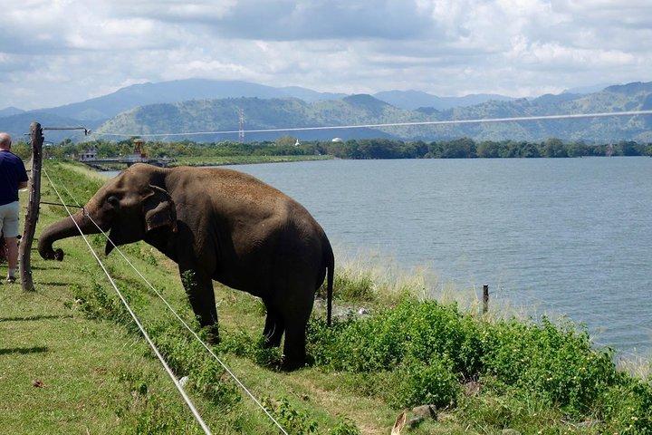Safari en el Parque Nacional Udawalawe desde Kalutara/Bentota/Hikkaduwa