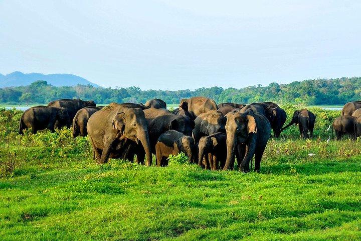 キャンディ発、ジープで行くミンネリヤ国立公園サファリ