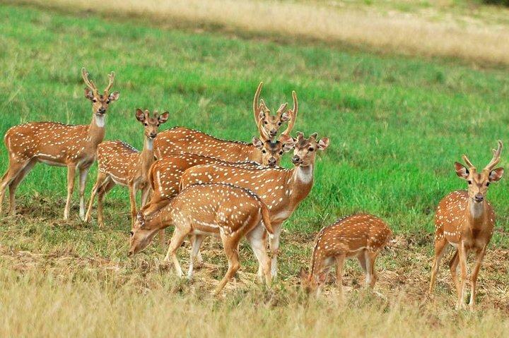 Safari nel parco nazionale di Minneriya con jeep da Colombo
