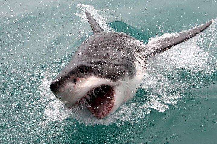 Cape town Hermanus Shark Cage Diving Tour With Transport