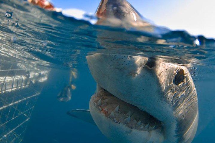 Cape town Hermanus Shark Cage Diving Tour With Transport