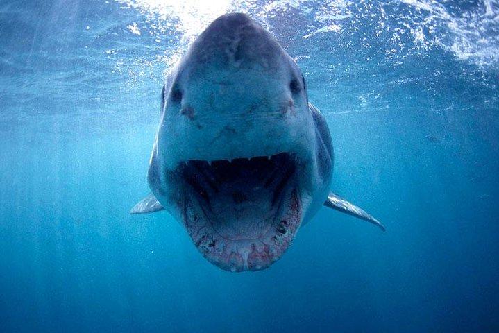 Cape town Hermanus Shark Cage Diving Tour With Transport