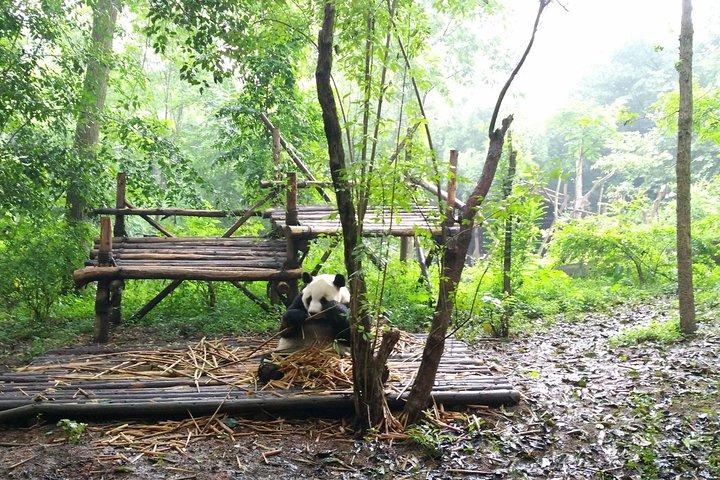Fra Chengdu: Panda Base og Giant Buddha på en dag
