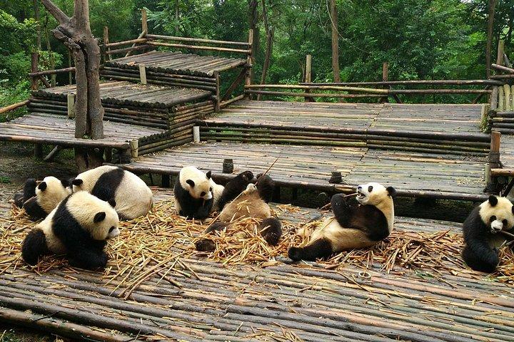 成都から：パンダ基地と一日の巨大な仏
