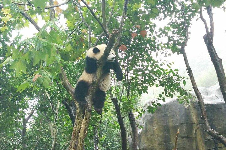 成都パンダベース半日ツアー