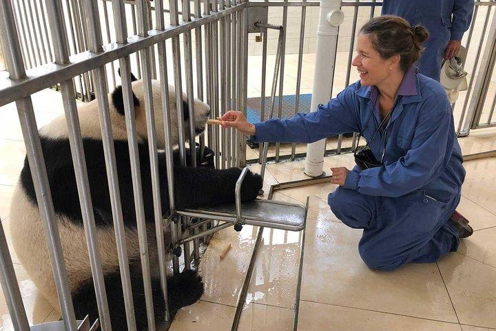 Tour giornaliero privato all-inclusive di Panda Volunteer Experience a Chengdu