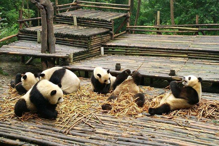Chengdu Private Panda Trip med eftermiddag Private Custom Tour