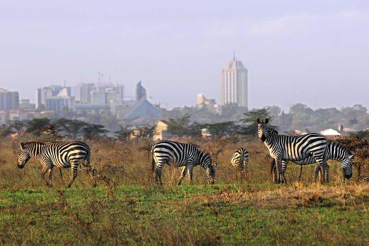 Nairobi National Park Halbtagestour