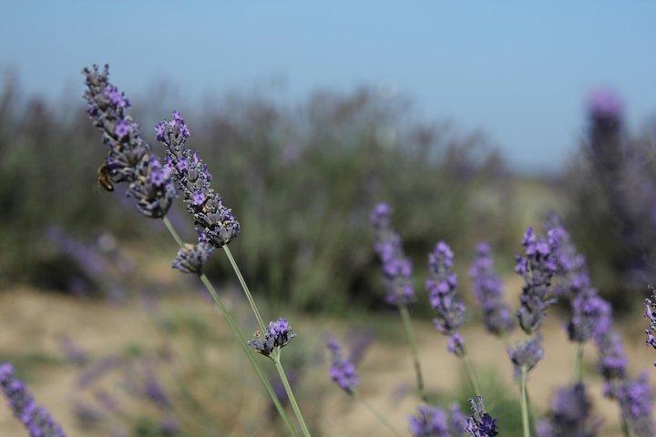 Lavanda Tour Sault de Marselha