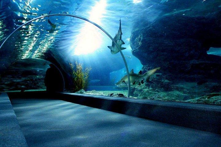 Entrada SEA LIFE Bangkok Ocean World com transferência privada