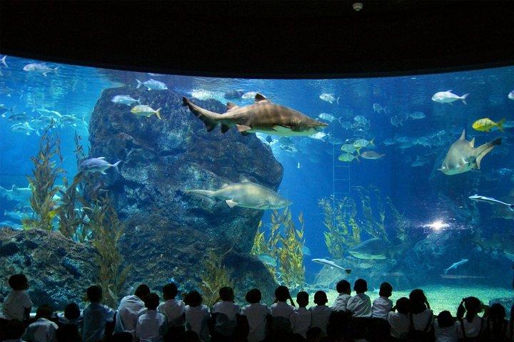 Entrada SEA LIFE Bangkok Ocean World com transferência privada
