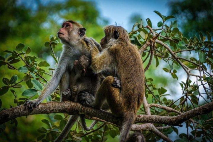 ニッポンからヴィルパッツ国立公園への日帰り旅行