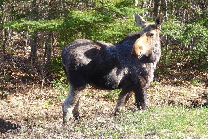 Excursion d'une journée au parc provincial Algonquin au départ de Toronto
