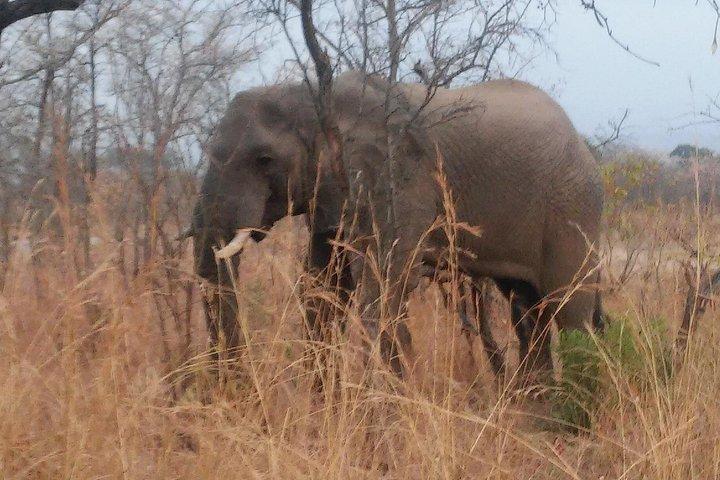 モーニングクルーガー国立公園サファリ