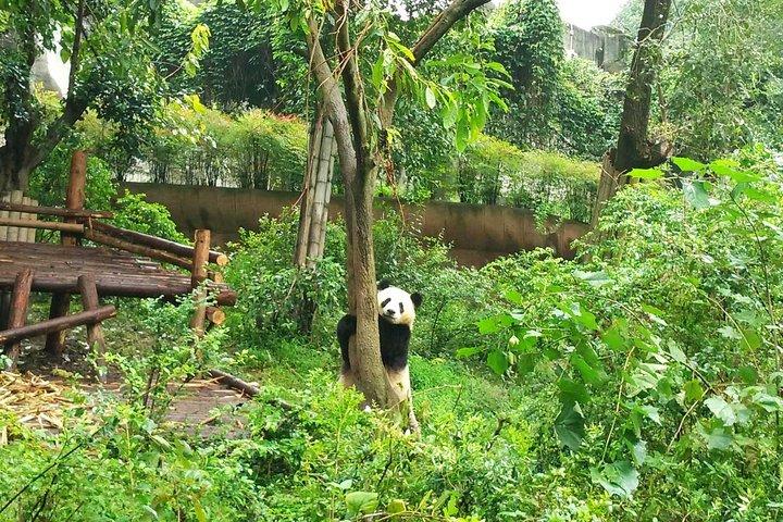 Viagem de manhã da Base do Panda Gigante em Chengdu