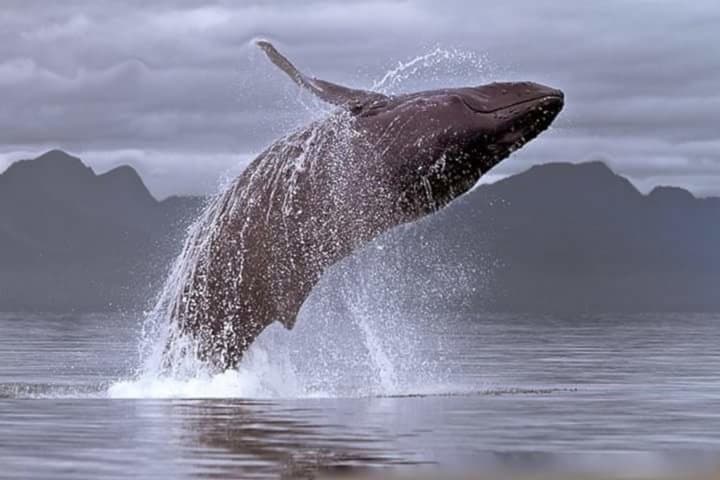 Full-Day Whale Watching and Wine Tasting Tour from Cape Town