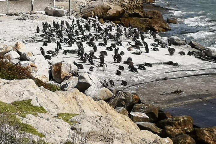 Private Seasonal Whale Watching Tour from Cape Town