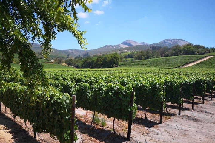Cape Winelands Stellenbosch Franschhoek Paarl Tour from Cape Town