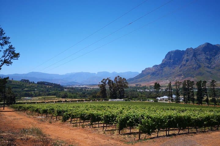 Cape Winelands Stellenbosch Franschhoek Paarl Tour from Cape Town