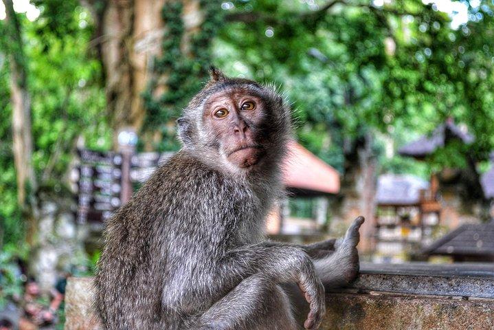 Cretya Ubud und Monkey Forest Sanctuary Tours