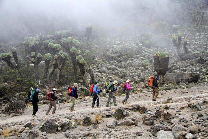 Mt.Kilimanjaro Short Trek Safari